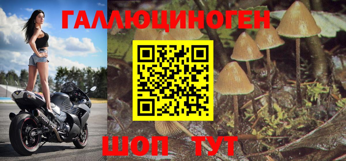 Галлюциногенные грибы Psilocybe Надым